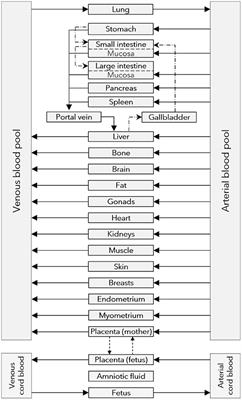 Mechanistic Modeling of Placental Drug Transfer in Humans: How Do Differences in Maternal/Fetal Fraction of Unbound Drug and Placental Influx/Efflux Transfer Rates Affect Fetal Pharmacokinetics?